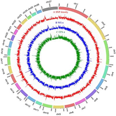 Whole genome re-sequencing reveals artificial and natural selection for milk traits in East Friesian sheep